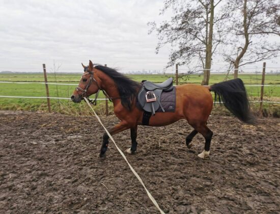 Al Safiat Arabians, Rotterdam