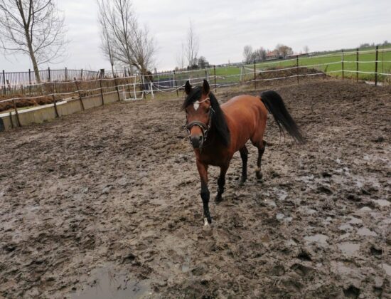 Al Safiat Arabians, Rotterdam