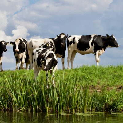 Allround Agri diensten, Putten