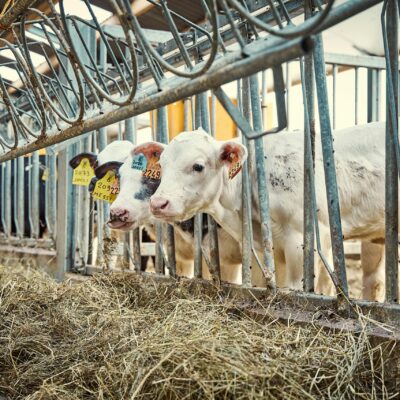 Allround Agri diensten, Putten